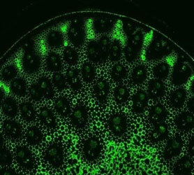 Antibodies for Plant/Algal / Cell Wall