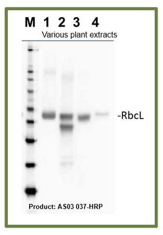 Double bands in Western blot