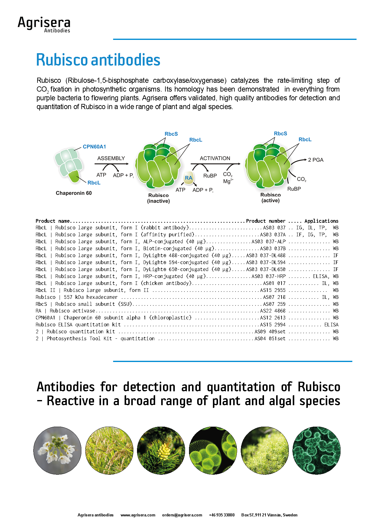 Agrisera Rubisco antibodies