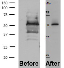 Is an antibody not specific or Western blot protocol not optimized? 