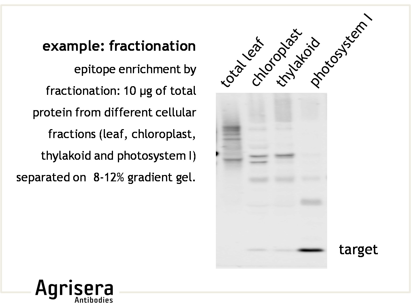 Agrisera Western Blot Recommendations Troubleshooting And Protocols
